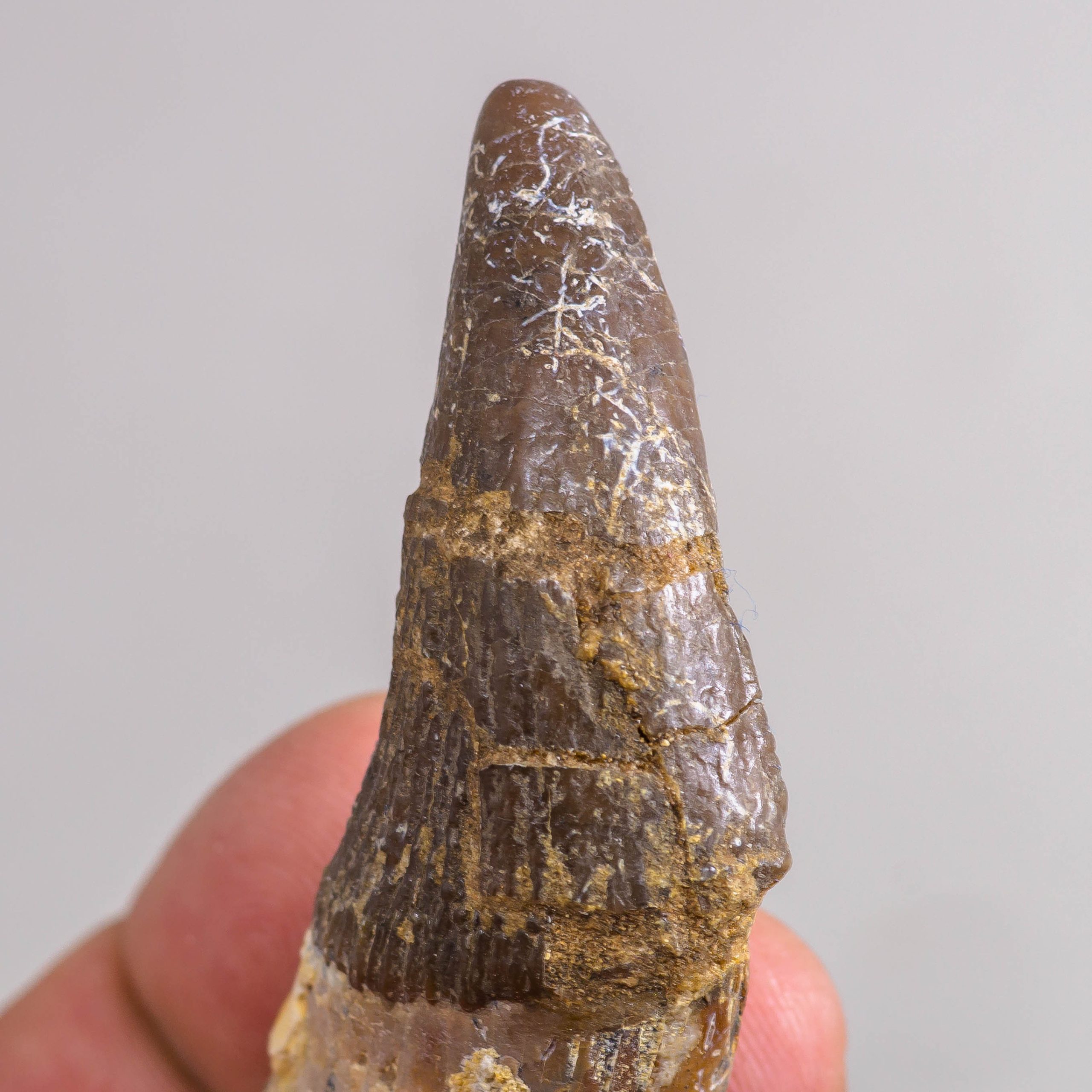 2.93" Pappocetus Fossil Primitive Whale Incisor - Morocco - Image 6